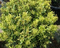 dwarf wax myrtle.jpg